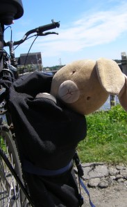 Bunny on a bike ride. :)